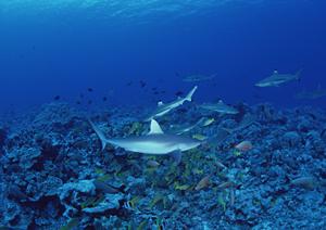 京都市中心部に位置するコストパフォーマンス抜群のビジネスホテル【東横INN京都五条大宮】の魅力徹底解説