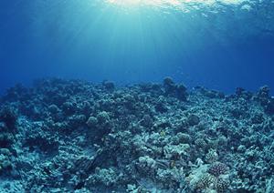 伊豆のコテージ貸別荘で休日を満喫