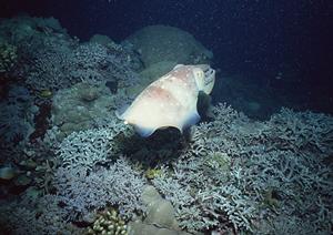 東横INNウランバートルホテル：快適さと利便性を兼ね備えたビジネス向け宿泊施設
