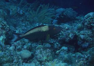 【公式情報】東横INN中部国際空港1｜愛知県常滑市のビジネスホテルとアクセスの詳細解説