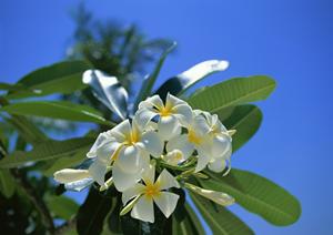 東横イン新白河駅前：アクセス抜群のビジネスホテルと充実のサービス内容